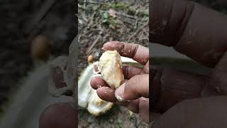 Download lagu Durian kampung mula luruh mp3