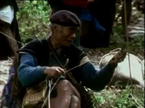 In the Forest Hangs a Bridge