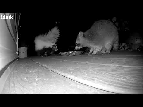 Skunk And Raccoon Fight Over Dinner