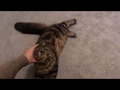 Chloe Likes To Have Her Tummy Tickled