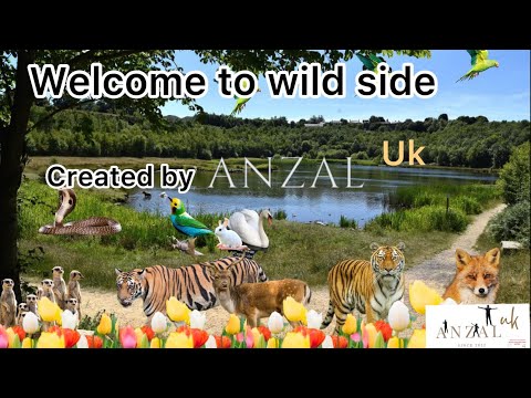 Welcome to the wild side. Kashmir in Uk .