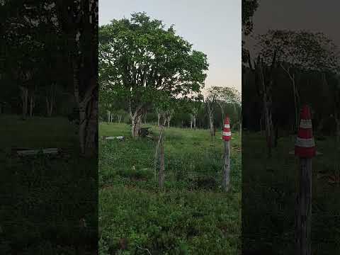 o amanhecer fazenda casa nova, Candeal ba #viral #vidanaroça