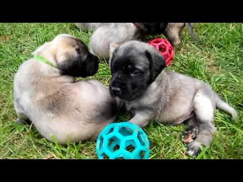 Chenoa x Noshi pups 5 weeks!