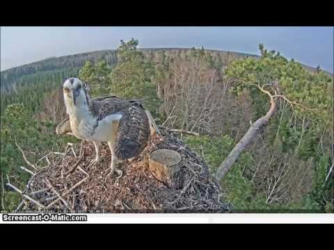 01/04/2017  18:49 Male and female osprey - mating attempt?