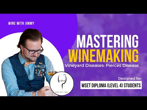WSET Level 4 (WSET Diploma) Mastering Bacterial Vineyard Diseases - Pierces Disease