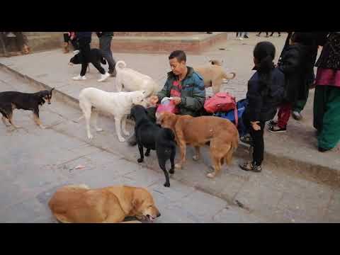 Sharing love - Man feeding the street dogs.