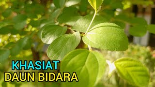 Download lagu BENEFITS OF BIDARA LEAVES & SIDE EFFECTS mp3 Download lagu BENEFITS OF BIDARA LEAVES & SIDE EFFECTS mp3