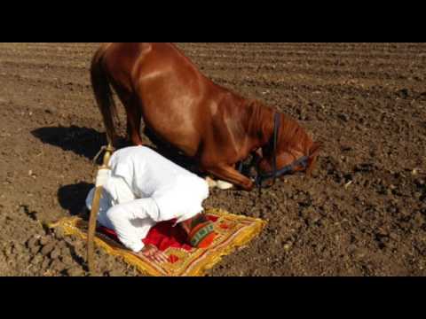 Horse is praying namaz