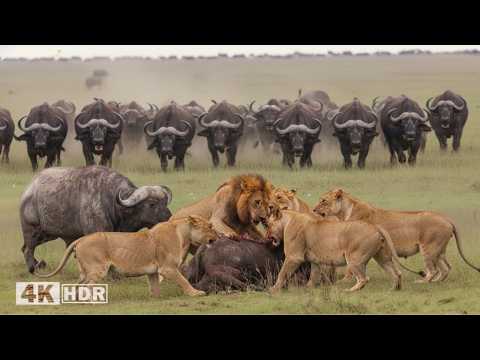 Furious Cape Buffalo | When Lions Turn into Prey | WILDLIFE DOCUMENTARY