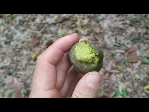 Dillenia reticulata - tasting another elephant apple species