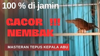 Download lagu ‼️PANCINGAN AMPUH BIKIN TEPUS KEPALA ABU CEPAT GACOR DAN NEMBAK NEMBAK mp3