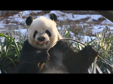 最も特別なパンダ - 孟兒 (The most special panda - Meng Er)