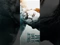 My Life Is In This Town Ordinary Person Leo Song Status Trending Attitude Vijay Shorts Leo