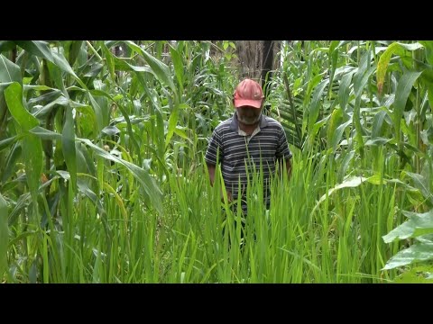 Banco do Nordeste mostra aumento de busca de crédito para produção agrícola no Piauí 18 02 2023