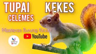 Download lagu Suara TUPAI KEKES CELEMES GACOR Pancingan Masteran suara Pikat suara Jernih Panjang rol tembak 🐿️! mp3 Download lagu Suara TUPAI KEKES CELEMES GACOR Pancingan Masteran suara Pikat suara Jernih Panjang rol tembak 🐿️! mp3