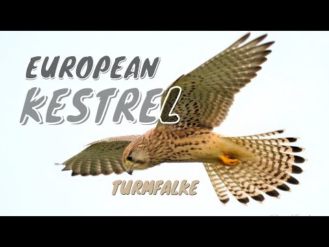 Common Kestrel hovering — slow motion