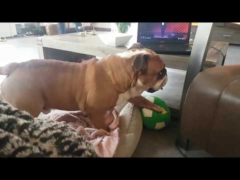 Bulldog Enzo plays ball with daddy