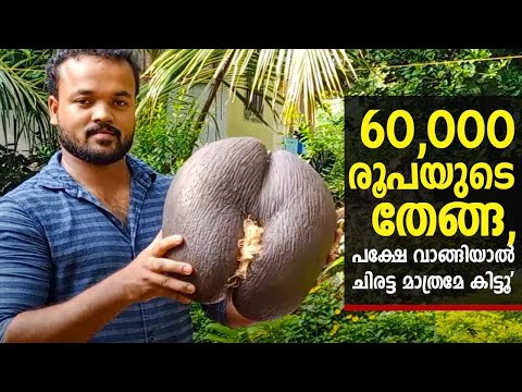 Rs 60,000 worth Coconut of Seychelles Island in East Africa | Kaumudy