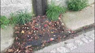 pericolo-igienico-sanitario-sulla-strada-panoramica-ad-ariano