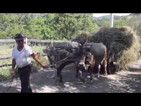 Valea Salciei --- munca de sezon