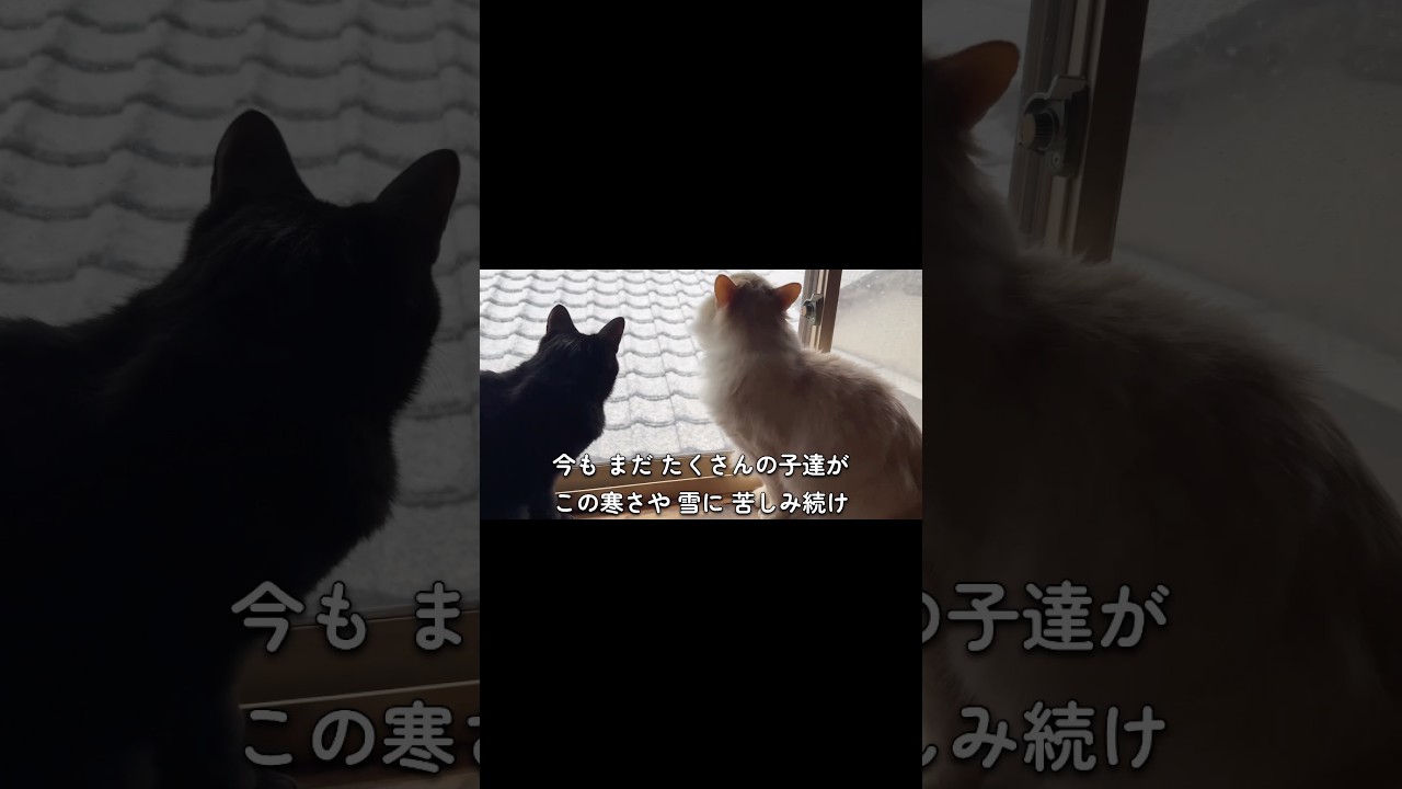 『来年の冬までには。』#保護猫活動 #ノラネコ屋敷 #子猫保護