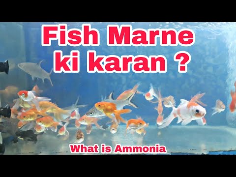 Fish kyun Marti ha ? Why fish is dead in aquarium ?