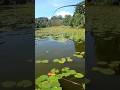 How Cane Pole Angler's Feel#shorts #fishing
