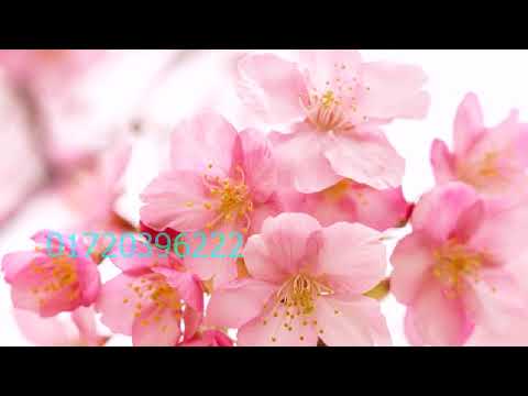 Ore Nil Doriya, Abdul Jabbar