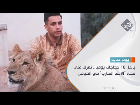 شاهد بالفيديو.. يأكل 10 دجاجات يوميا.. تعرف على قصة 