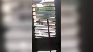 Blitz all'alba a Orzinuovi, spari contro una banda di rapinatori: la scena ripresa da una casa in...
