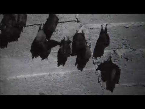 este posibilă îmbunătățirea vederii în glaucom