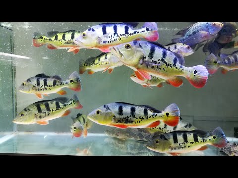 皇冠金三間