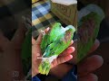 Baby Parrot Care Tips ️
