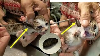 Cat Rescue | Botfly Larva Removed From Cats #2