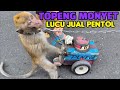 FUNNY MONKEY TOPENG MONYET LUCU FULL ATTRACTION JUAL PENTOL