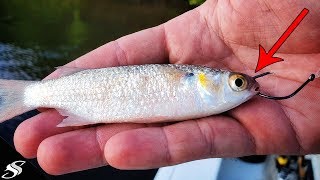 How to RIG Finger Mullet AKA Fish CANDY!