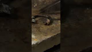 Download lagu Love story #diamond #diamondaccessories #diamondjewelery #diamondjewelry #jewelry #daintyring mp3 Download lagu Love story #diamond #diamondaccessories #diamondjewelery #diamondjewelry #jewelry #daintyring mp3