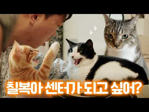 고양이 걸그룹 불화설.. 춘봉첨지와 칠복이의 미래는?