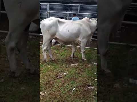 APERTURA DE BARRERA DE TOROS EN JINOTEPE NIC.