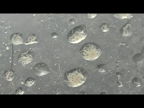 Grindal Worms in Water Drops