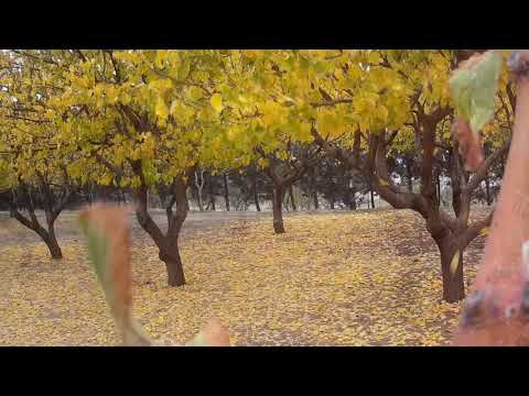 Autumn Symphony - Chopin