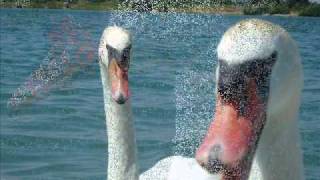 Prefab Sprout Swans