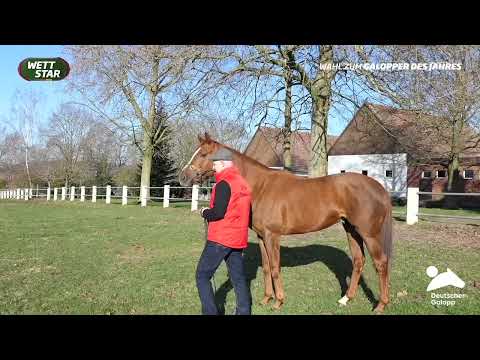 Galopper des Jahres Wahl - Kandidat Nummer 1 Torquator Tasso