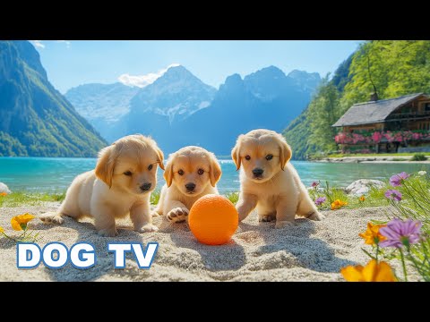 DOG TV: The Best Ultimate Home Alone Anti-Anxiety Solution for Dogs - Video Entertainment for Dogs