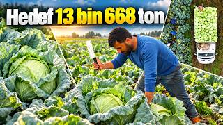 Muş Ovası'nda lahana hasadı başladı: 165 milyon liralık katkı bekleniyor