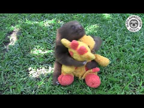 Baby Sloth Falls Over!