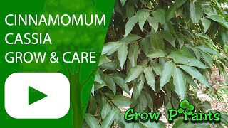 Cinnamomum cassia - grow & care (Cinnamomum aromaticum)