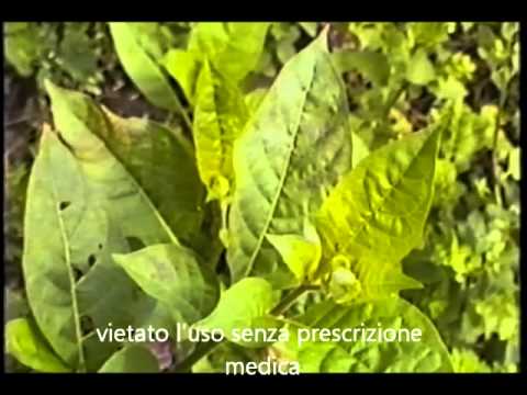 Come lo zucchero influenza la potenza maschile È vero che un membro dei piccoli colpi