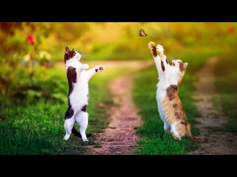Baby Cats - Cute and Funny Cat Videos Compilation #03 || Madhu Studio