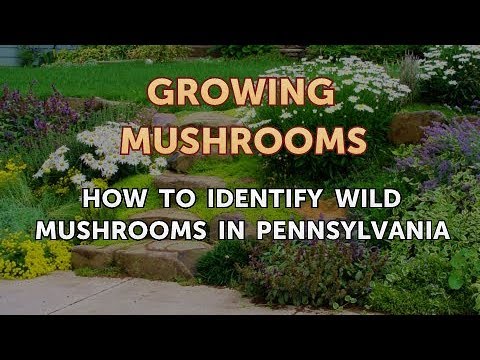 How to Grow Truffles Indoors